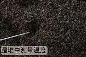 制茶专用青青草免费在线观看视频