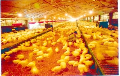 养鸡场面积大，保暖难度强，使用蒸汽发生器就能解决