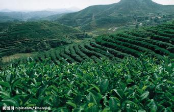 青青草精品视频电热蒸汽发生器推动茶叶文化成倍提高制茶效率
