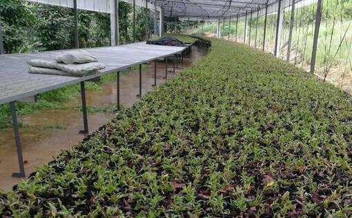 铁皮石斛培养种植基地采购青青草精品视频电蒸汽发生器供培养基加温消毒